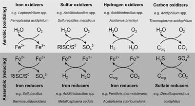 Ferrous iron clearance